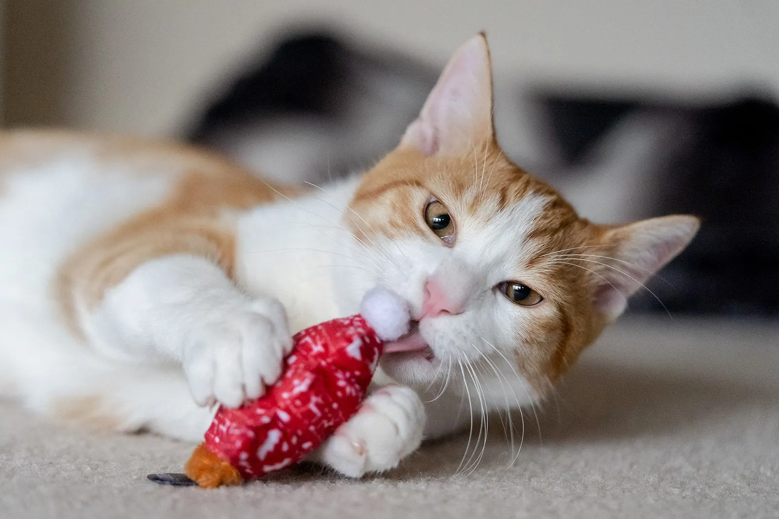 Cat Toy - Holiday Collection